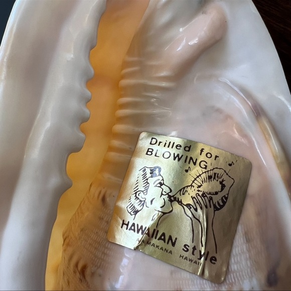 Cassis Cornuta Queen Horned Helmet Shell - Picture 7 of 16